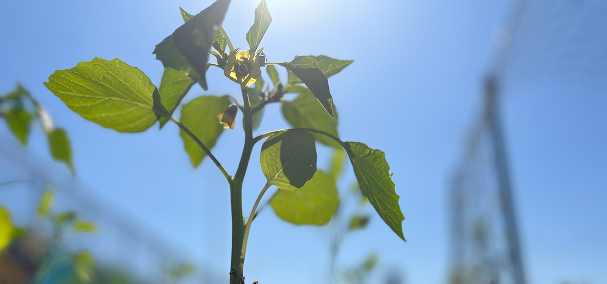 tomato plant growing in the sun