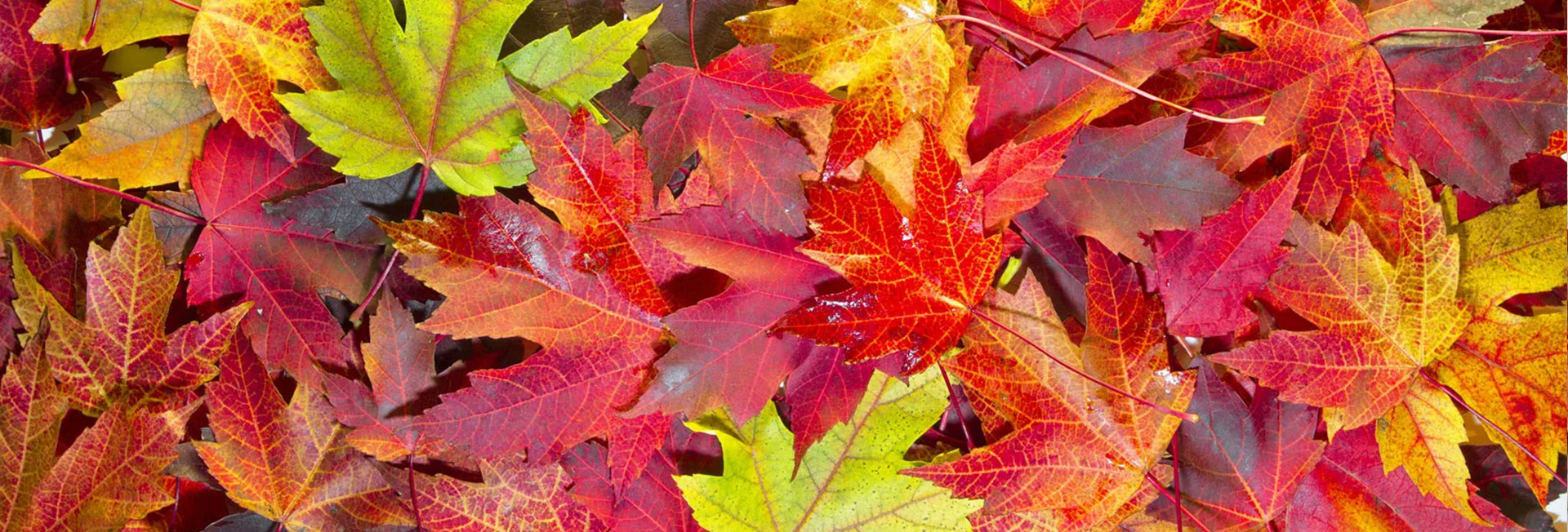 pile of leaves