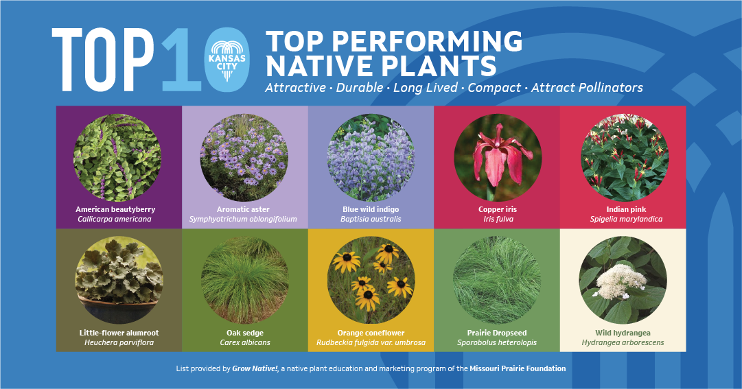 Top 10 native plants to plant