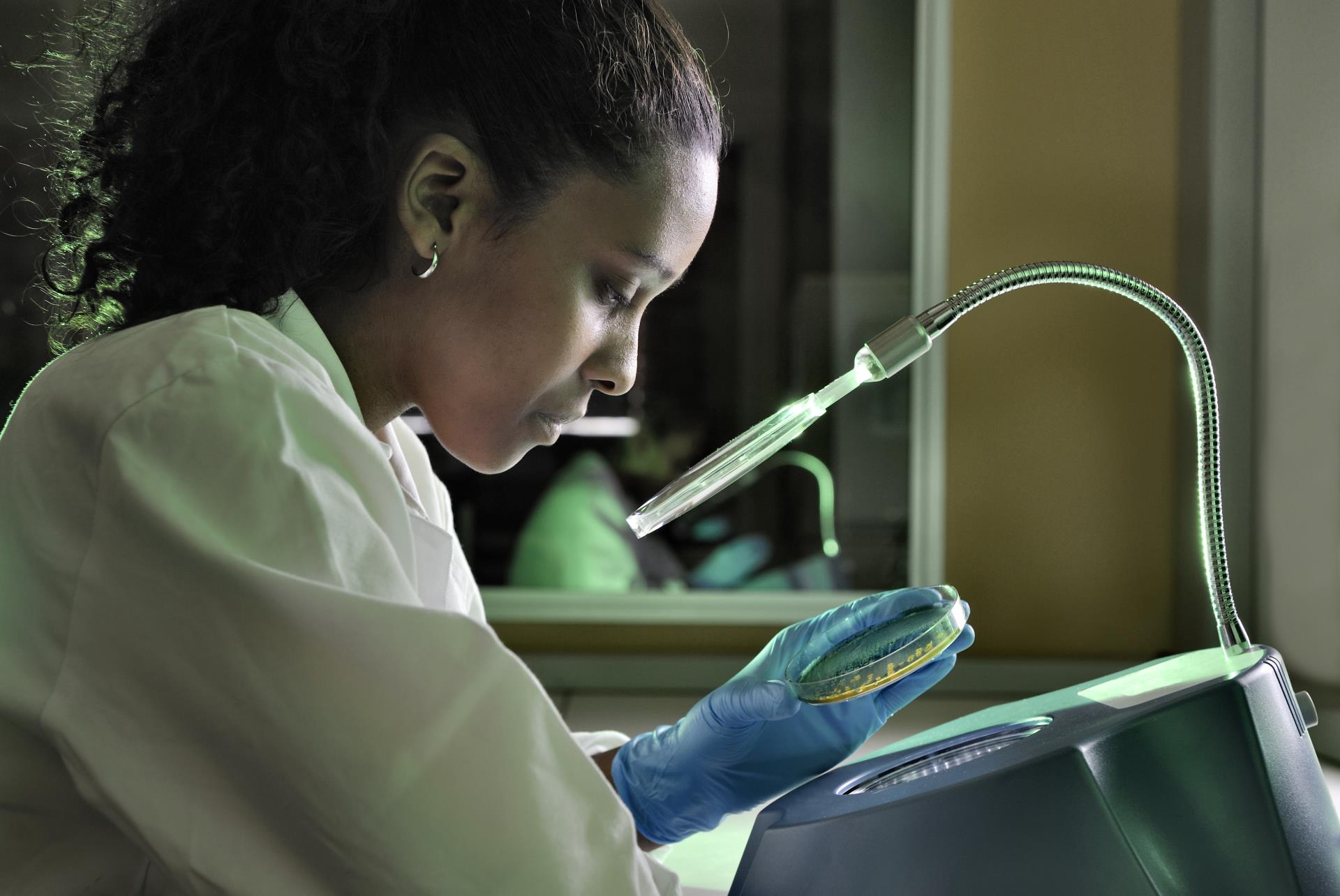 A biotechnologist checks for E.coli growth in a food sample. Green gel added.