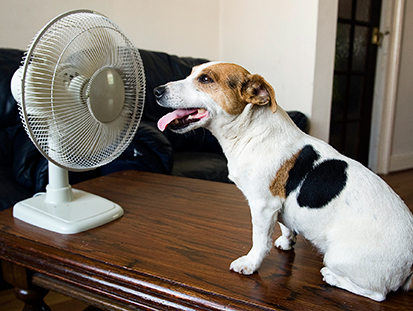 dog cooling off in front of a fan